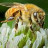 Nọc Ong (Bee Venom) - Thành Phần Làm Đẹp Da Ứng Dụng Rộng Rãi Trong Mỹ Phẩm 8