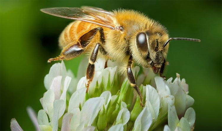 Nọc Ong (Bee Venom) – Thành Phần Làm Đẹp Da Ứng Dụng Rộng Rãi Trong Mỹ Phẩm