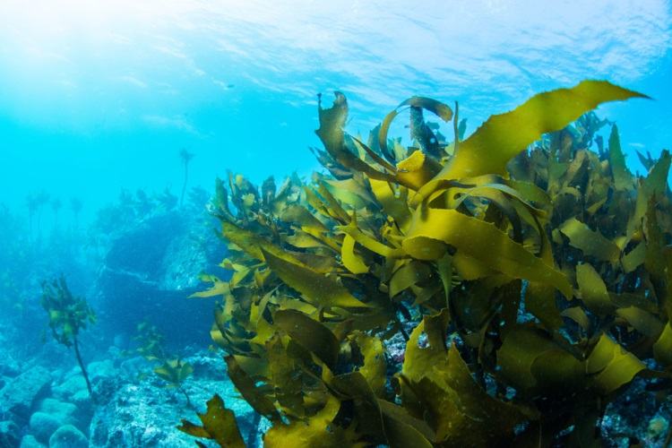 Tảo Bẹ (Kelp) – Thành Phần Làm Đẹp Da Từ Đại Dương