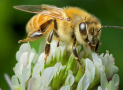 Nọc Ong (Bee Venom) – Thành Phần Làm Đẹp Da Ứng Dụng Rộng Rãi Trong Mỹ Phẩm